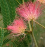 Albizia Julibrissin Mimosacées