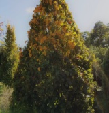 Carpinus Betulus 'pyramidalis' Bétulacées