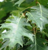 Quercus Robur Fagacées