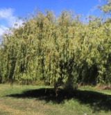Salix Alba 't'ristis' Salicacées