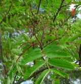 Sorbus Aucuparia Rosacées