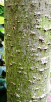 Acer Acuminatum Tronc Acéracées