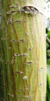 Acer Capillipes(Tronc) Acéracées