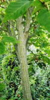 Acer Davidii 'scarlet Forest' (Tronc)Acéracées