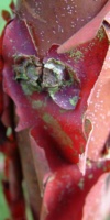 Acer Griseum (Tronc) Aceraceae