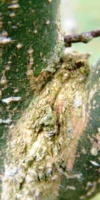 Acer Negundo(Tronc) Aceraceae