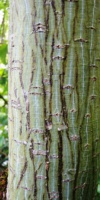 Acer Pectinatum Ssp.laxiflorum(Tronc) Acéracées