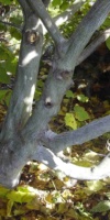 Acer Pensylvanicum (Tronc) Aceraceae