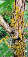 Acer Triflorum(Tronc) Acéracées
